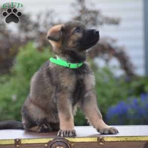 Lennie, German Shepherd Puppy